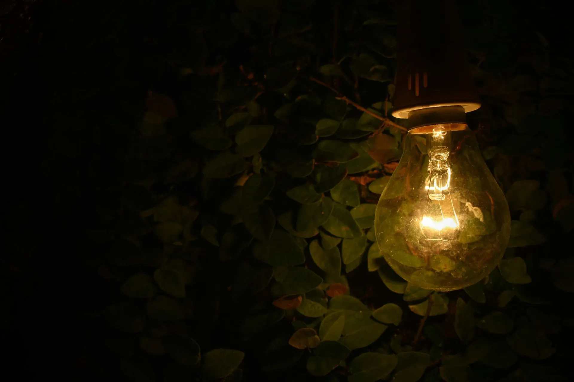 Lit lightbulb hanging in front of dark green foliage.