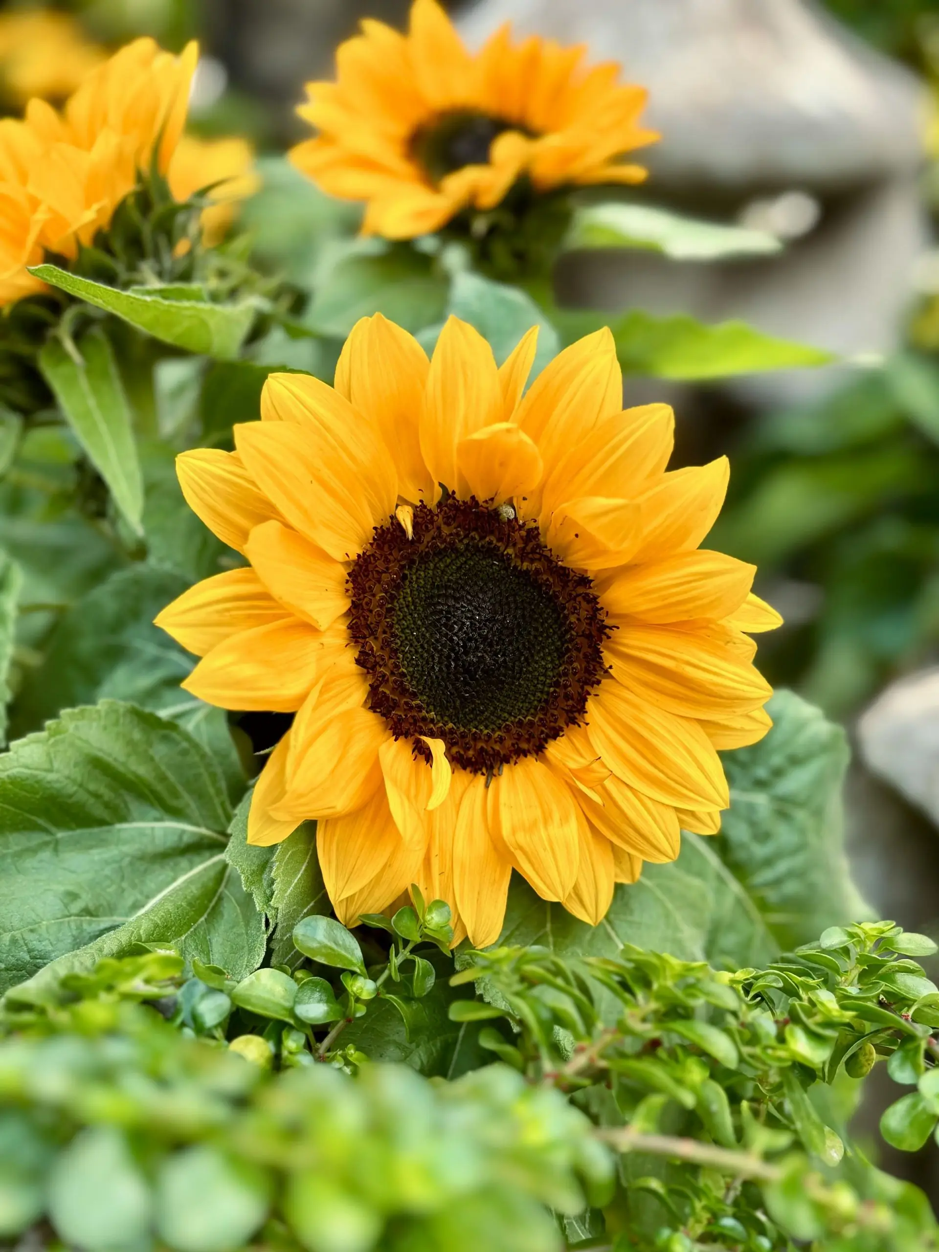 Sunflower with bright yellow petals and a dark brown center, surrounded by green leaves.